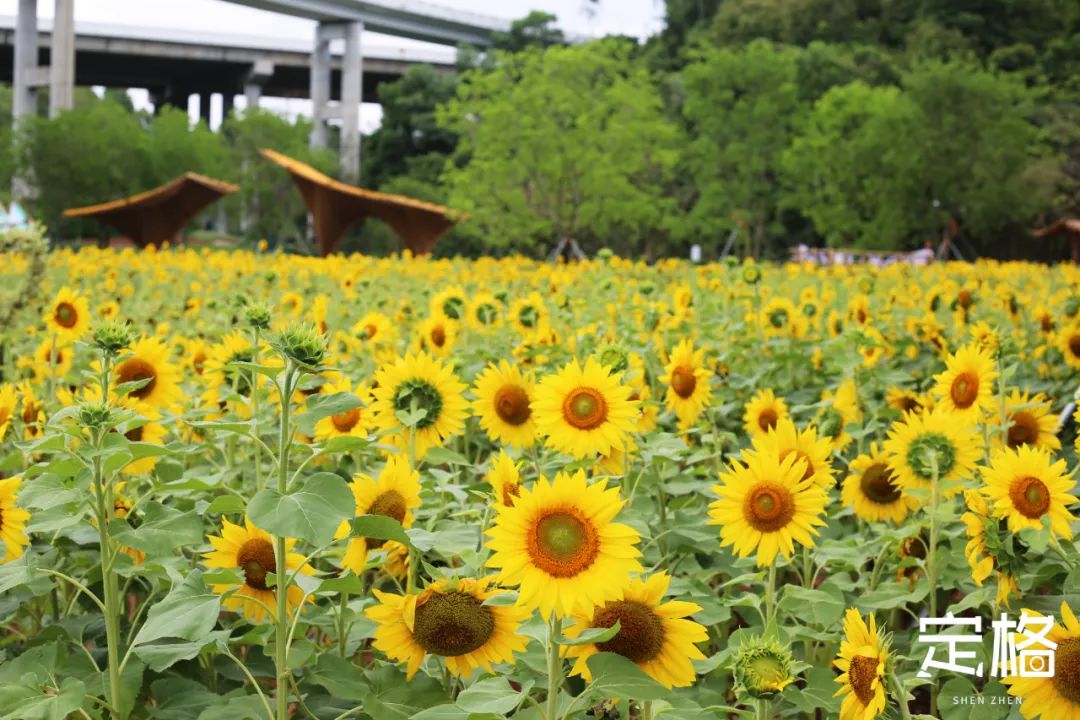 深圳蝴蝶谷花海,深圳湾公园花海3月