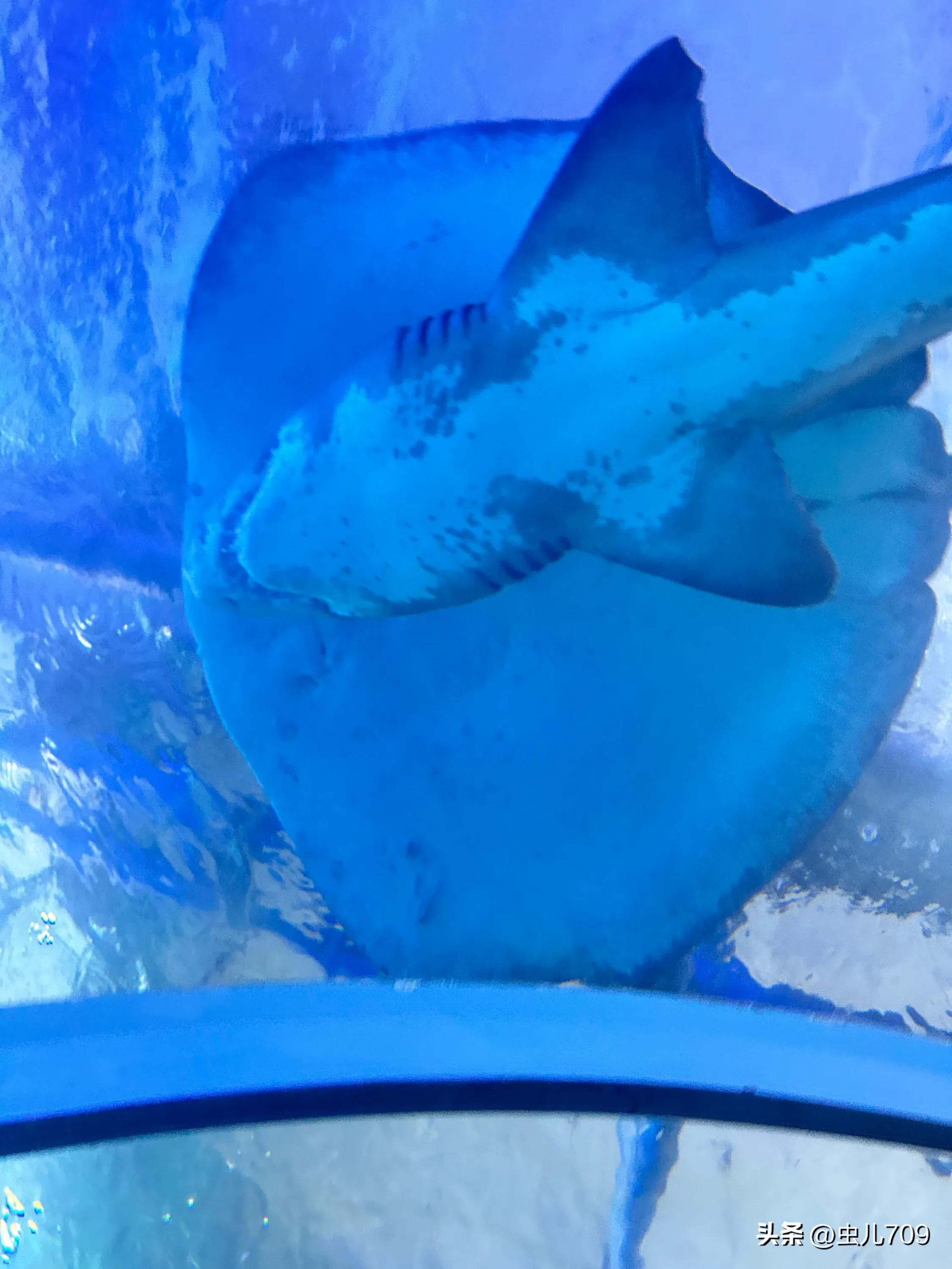 青岛海底世界视频,青岛海底世界和极地海洋世界