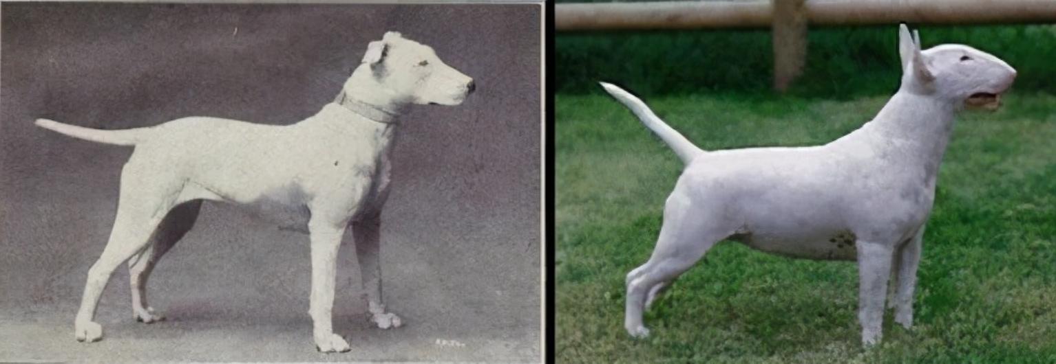 人类禁止*亲近**繁殖，为何要让狗“回交”？甚至品种越纯越好？