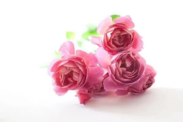 日本月季耐阴品种,日本葵月季适合两广吗