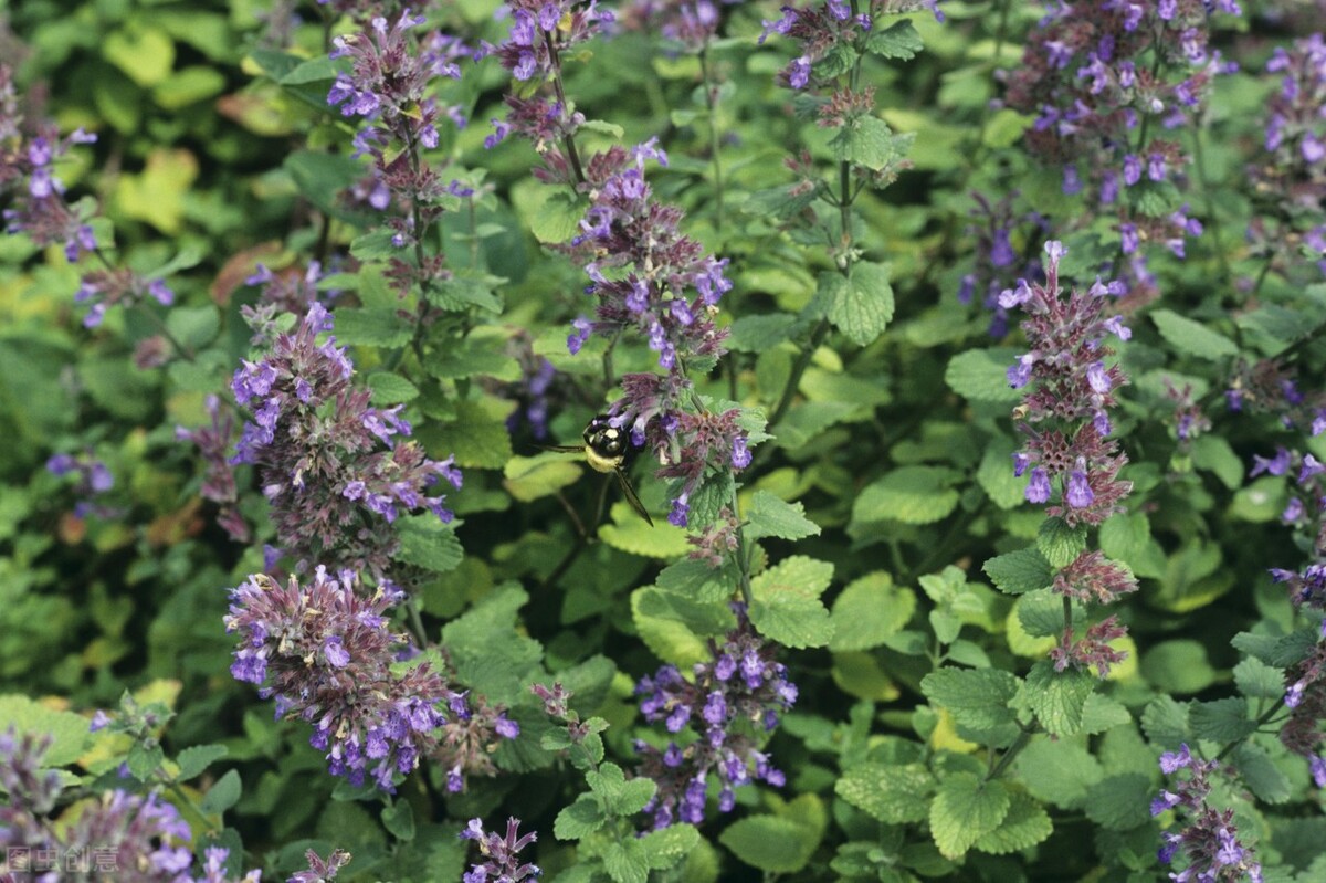 猫薄荷酒对猫有害吗,猫吸猫薄荷对猫有害吗