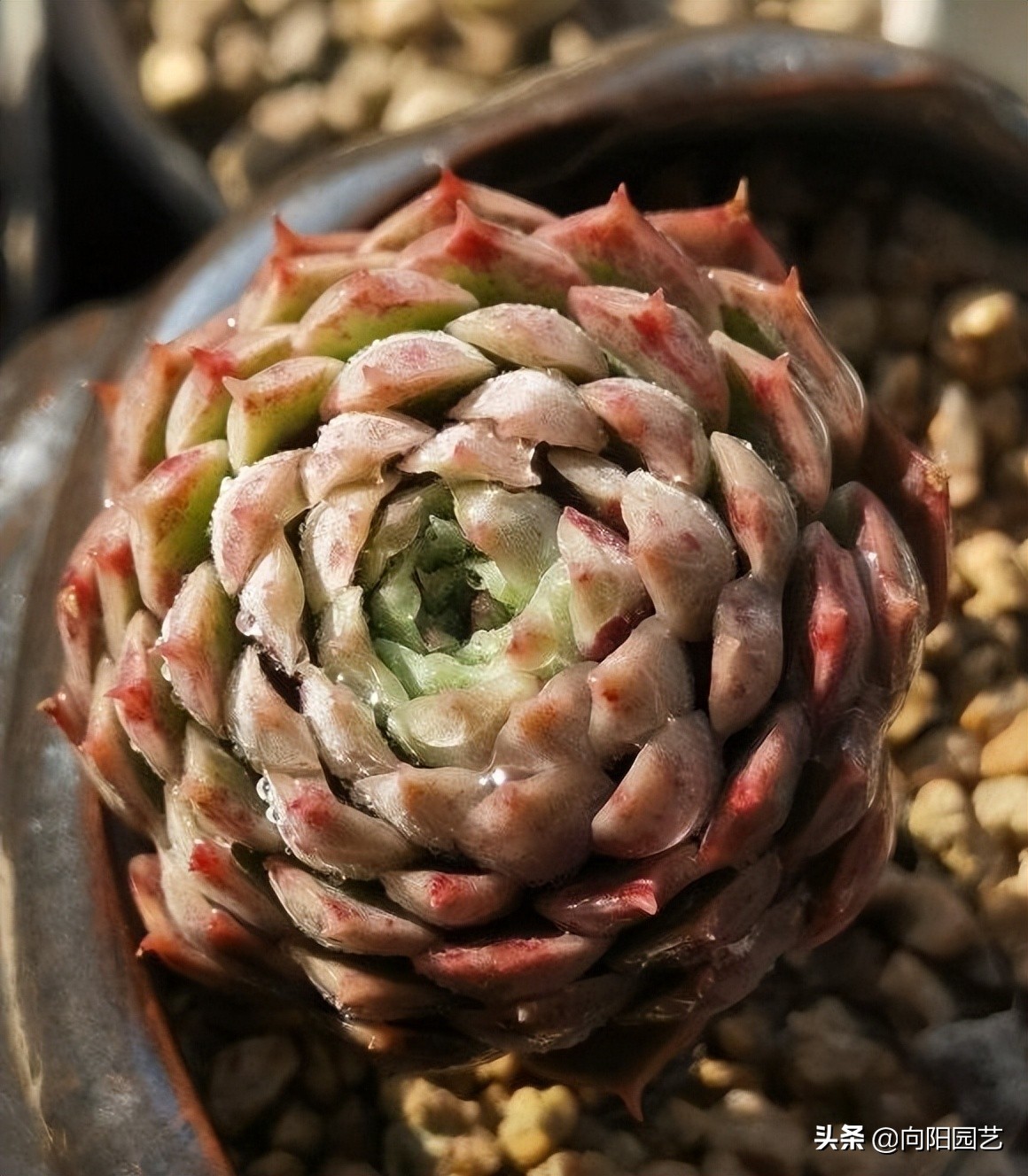 多肉水浇多了根腐烂怎么补救,室外养多肉为什么徒长