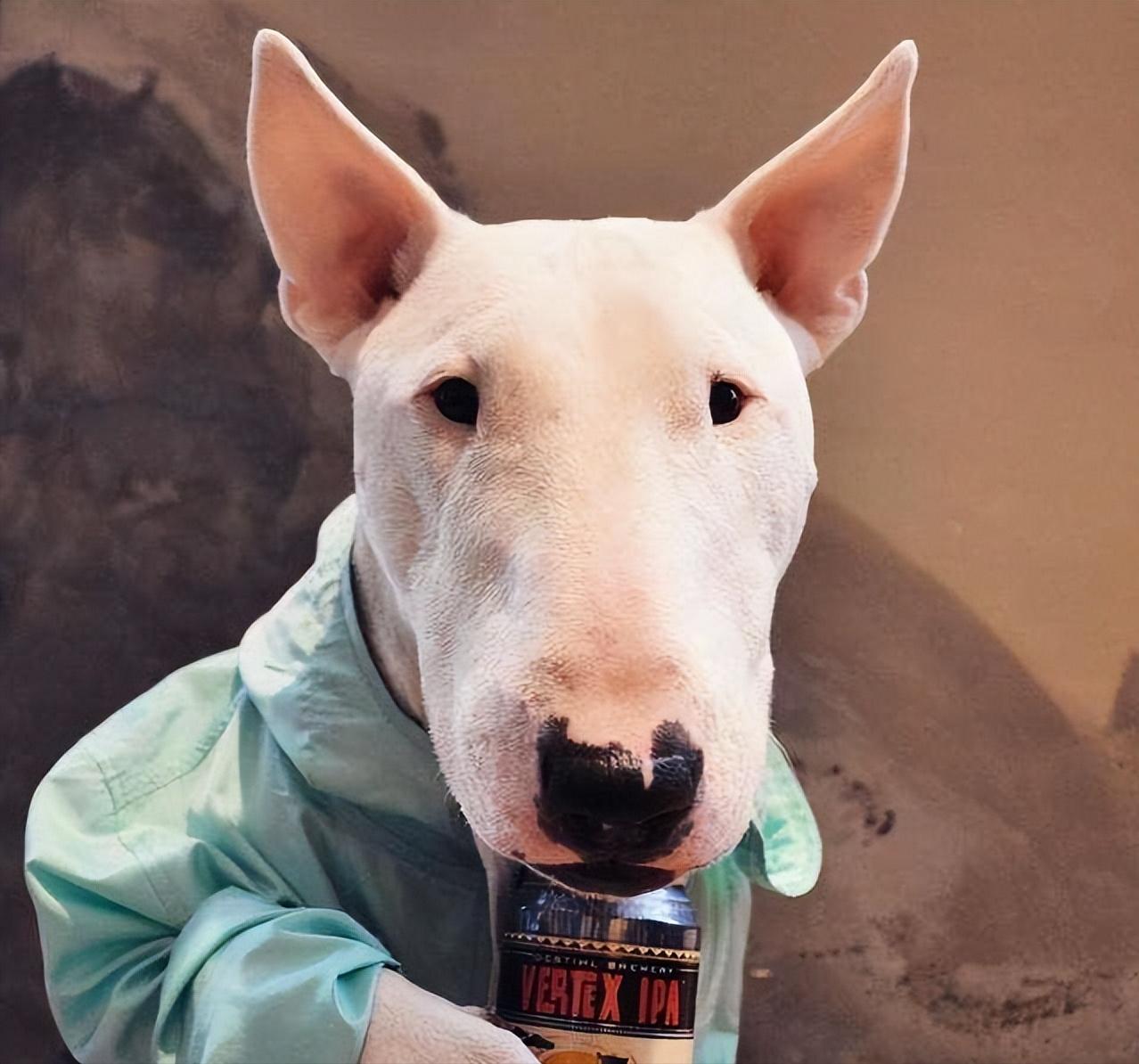 牛头梗为什么少人养,牛头梗这么丑为什么还有人养