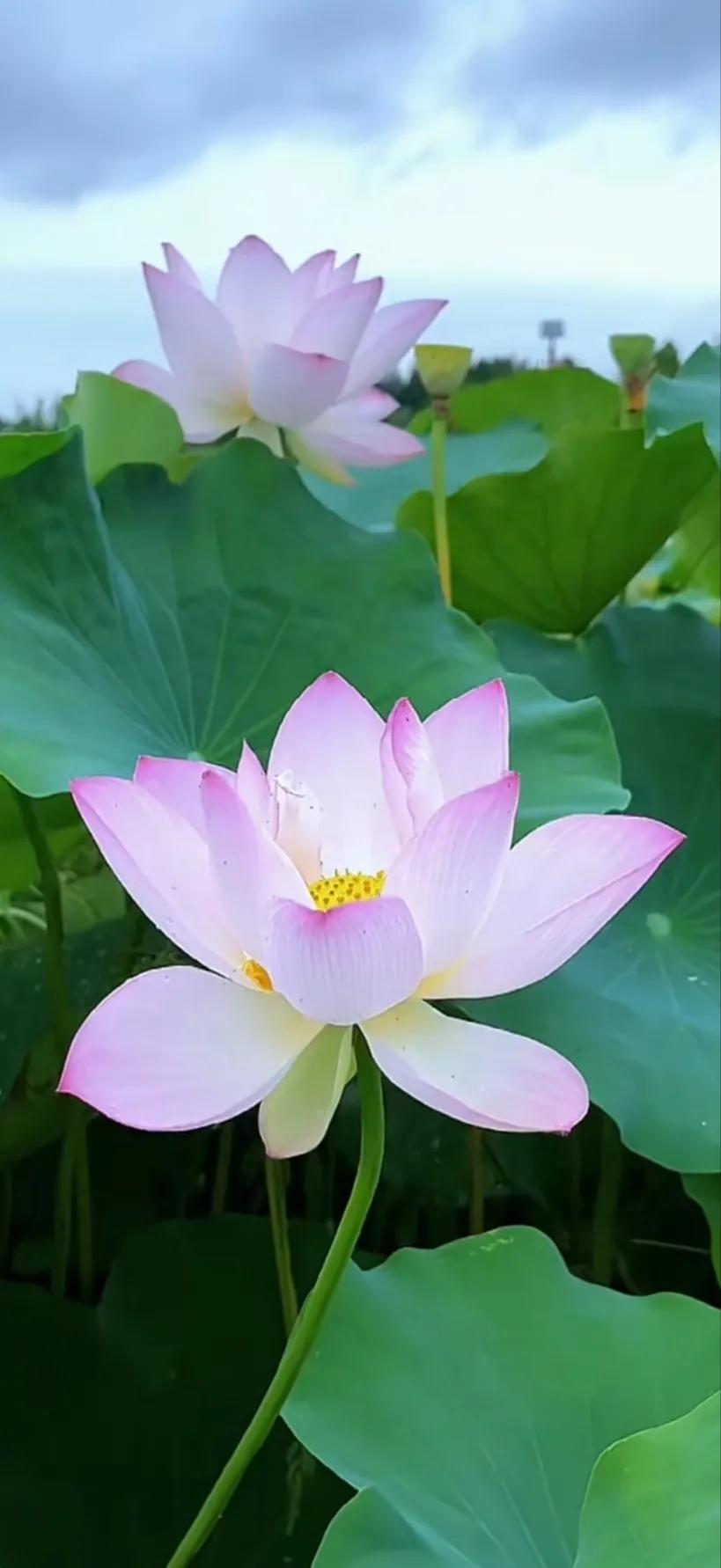 分享一组荷花图,分享一张你与荷花的照片