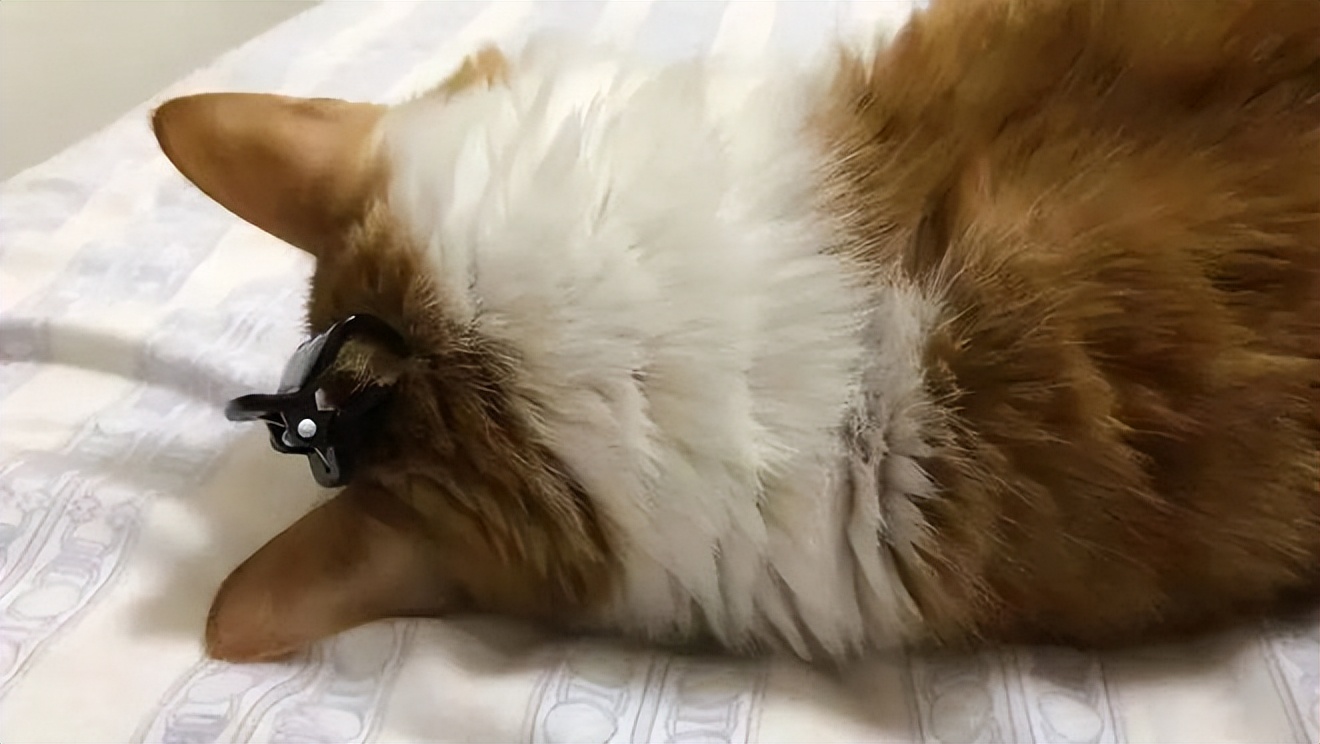 猫咪身上有蒜瓣纹,猫咪毛分层叫蒜瓣毛吗