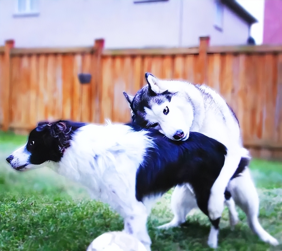 公狗和母狗是怎么交配的,你知道吗?