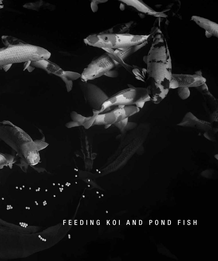 鱼池养锦鲤鱼的技巧和方法,新鱼池锦鲤鱼饲养方法