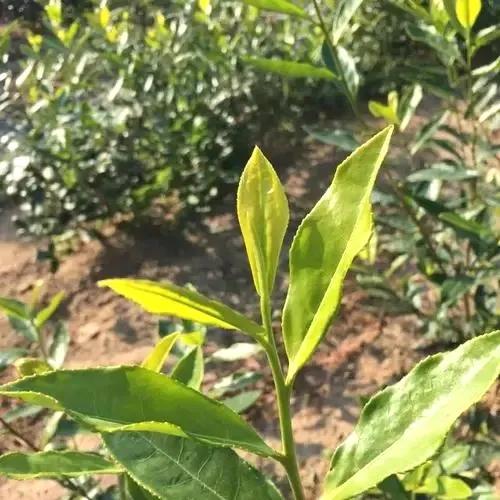 云南最好的10大茶,云南最好的十种茶