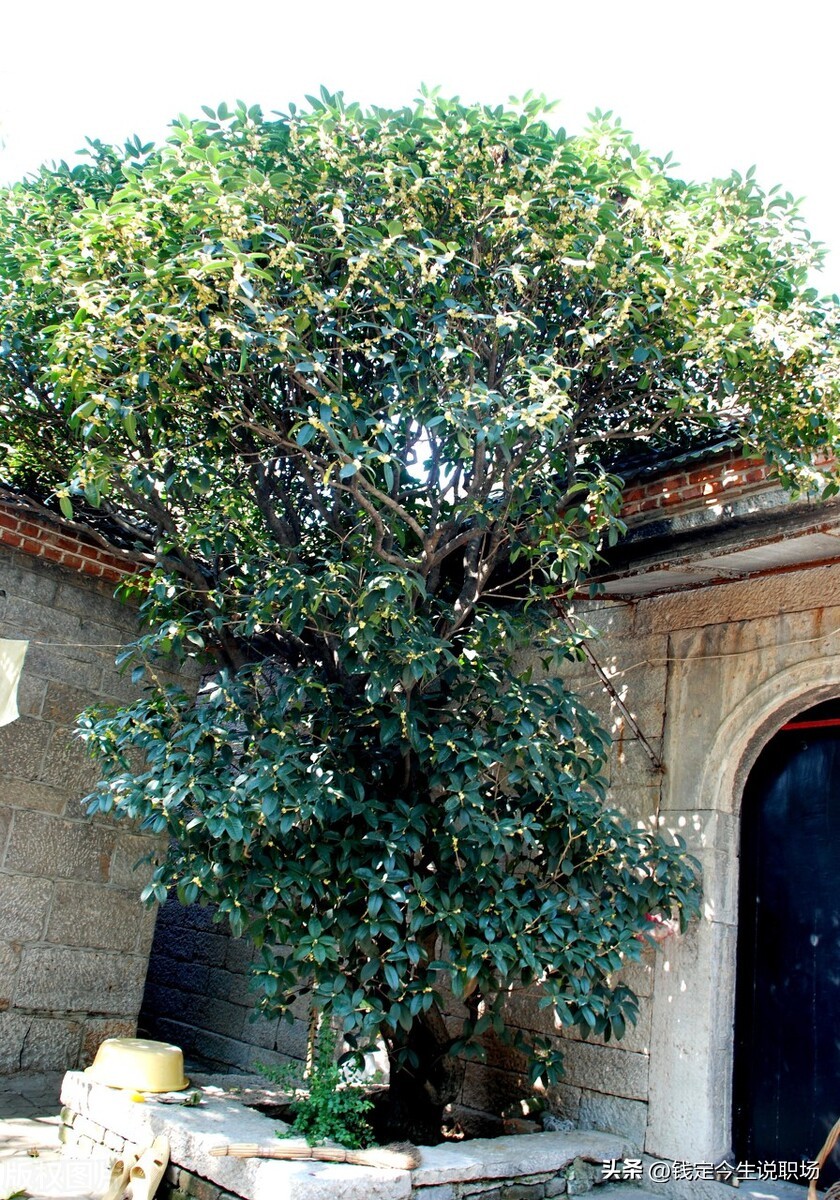 职场做人大气有格局的句子,职场学会隐忍的经典语录