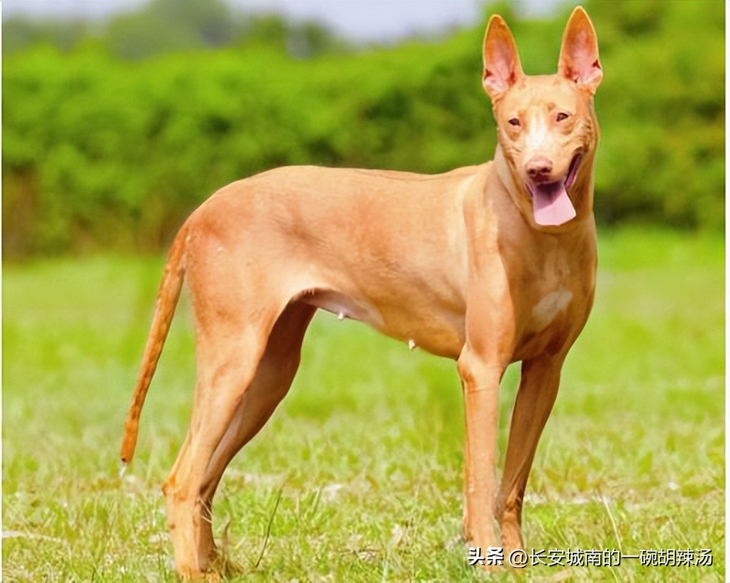 世界名犬大赛全程视频,西藏有哪些世界名犬