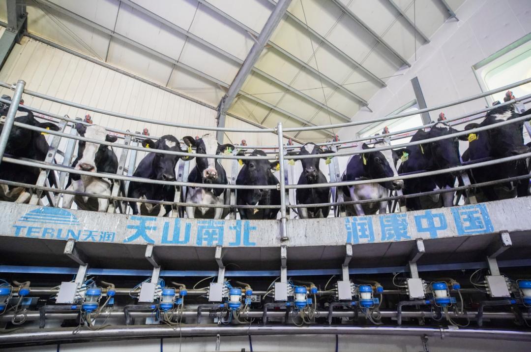 乳业唯一伊利荣获全国质量奖,天润乳业创业大赛