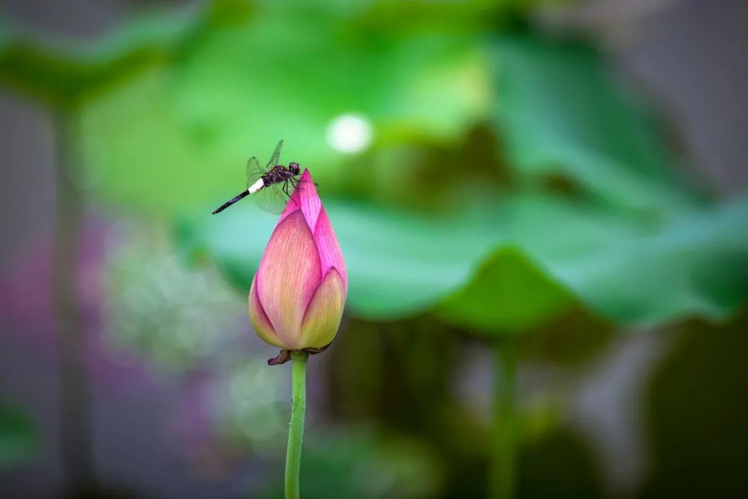 全球学子嘉游赣|上饶的第一波荷花开了，让我们一起步入飘满荷香的夏天！