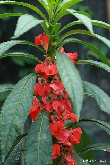 凤仙花指甲笔官方旗舰店,凤仙花歌曲