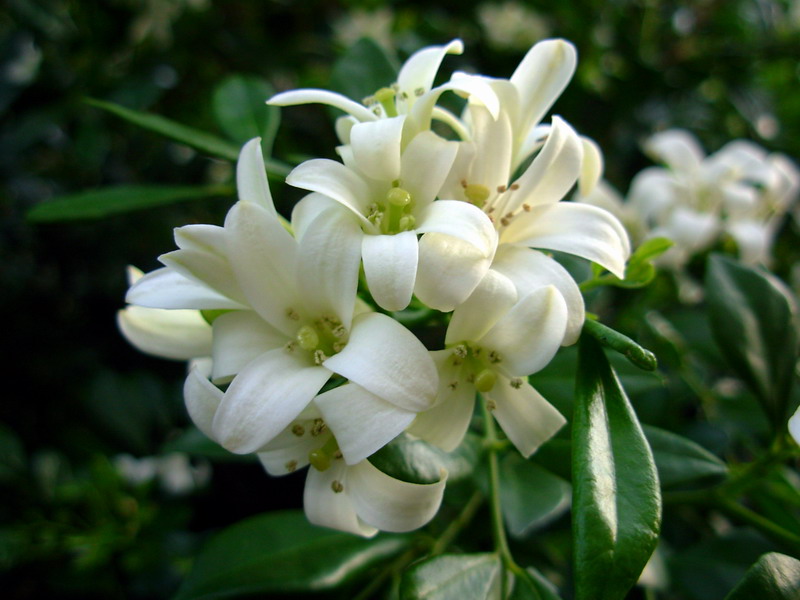 居家养千里香还是夜来香,居家可以养千里香