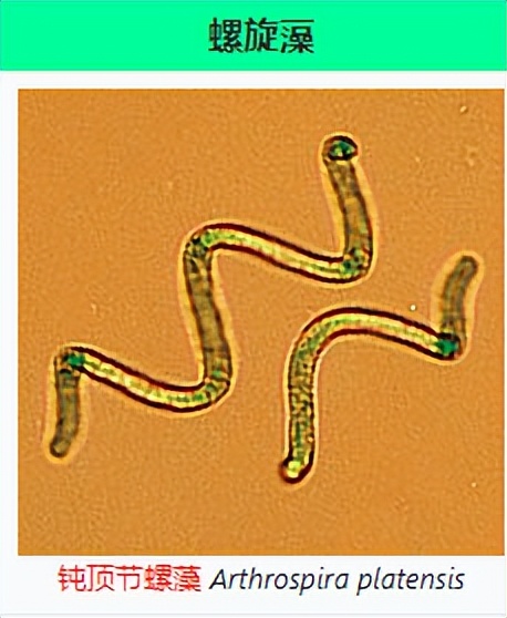 螺旋藻为什么能抗癌防癌,螺旋藻可以预防高血压和三高吗