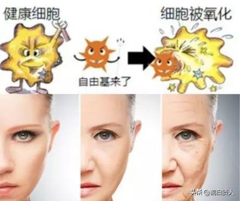 蓝藻的前世今生,蓝藻前世今生