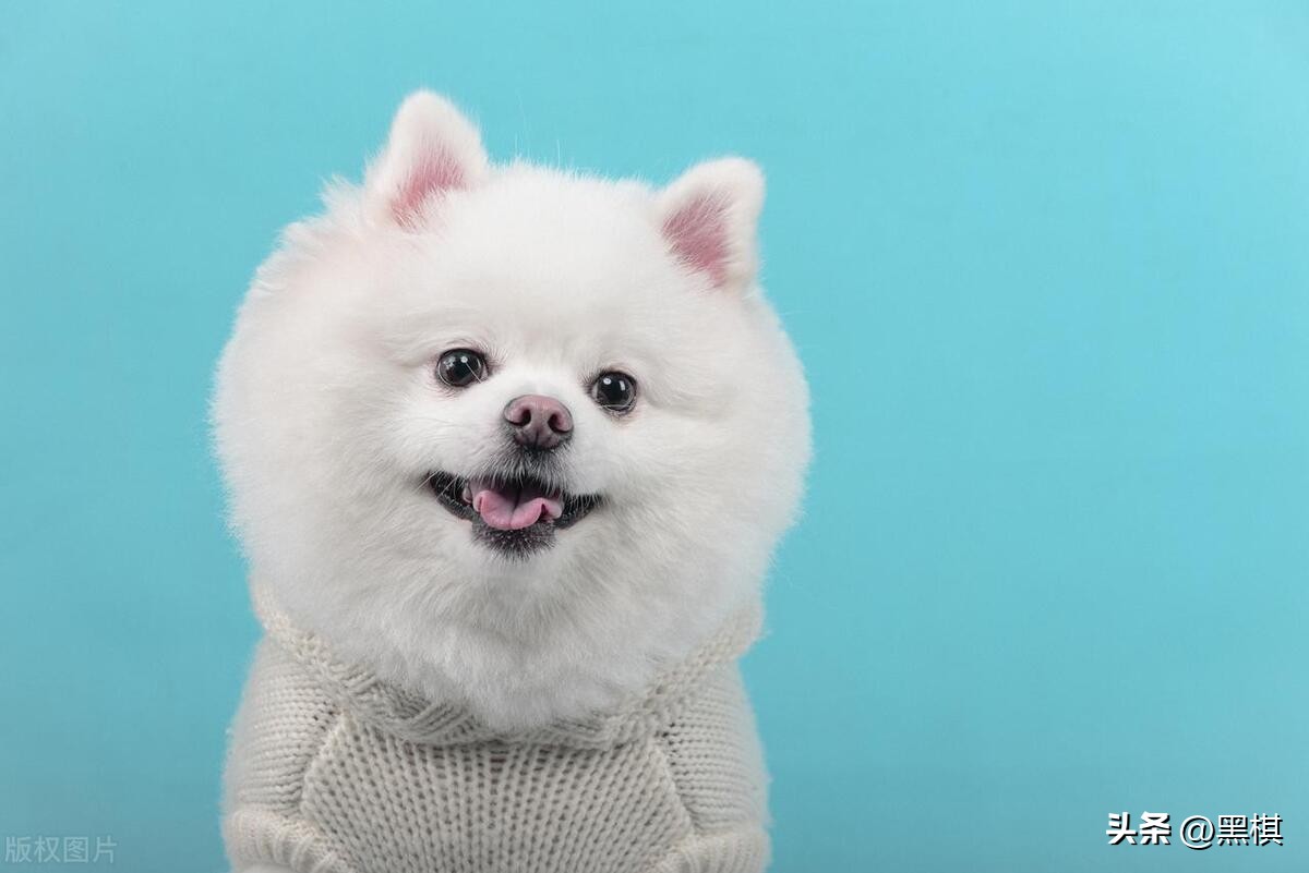 狗狗战斗力排行榜你家上榜了吗,狗狗智商排名第11的狗狗图片