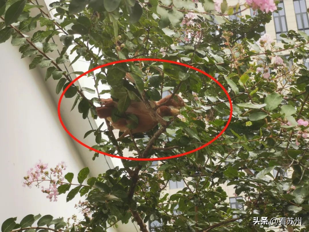 有困难找警察的动物,萌禽受伤民警救助