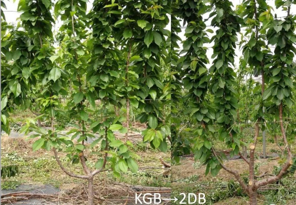 1斤*口车进**厘子卖百元，2分钟带你了解智利种植背后的黑科技，啥样