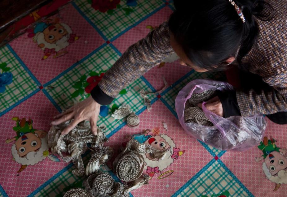 好心奶奶救下蛇20年后,男子救下一条小蛇20年后来报恩