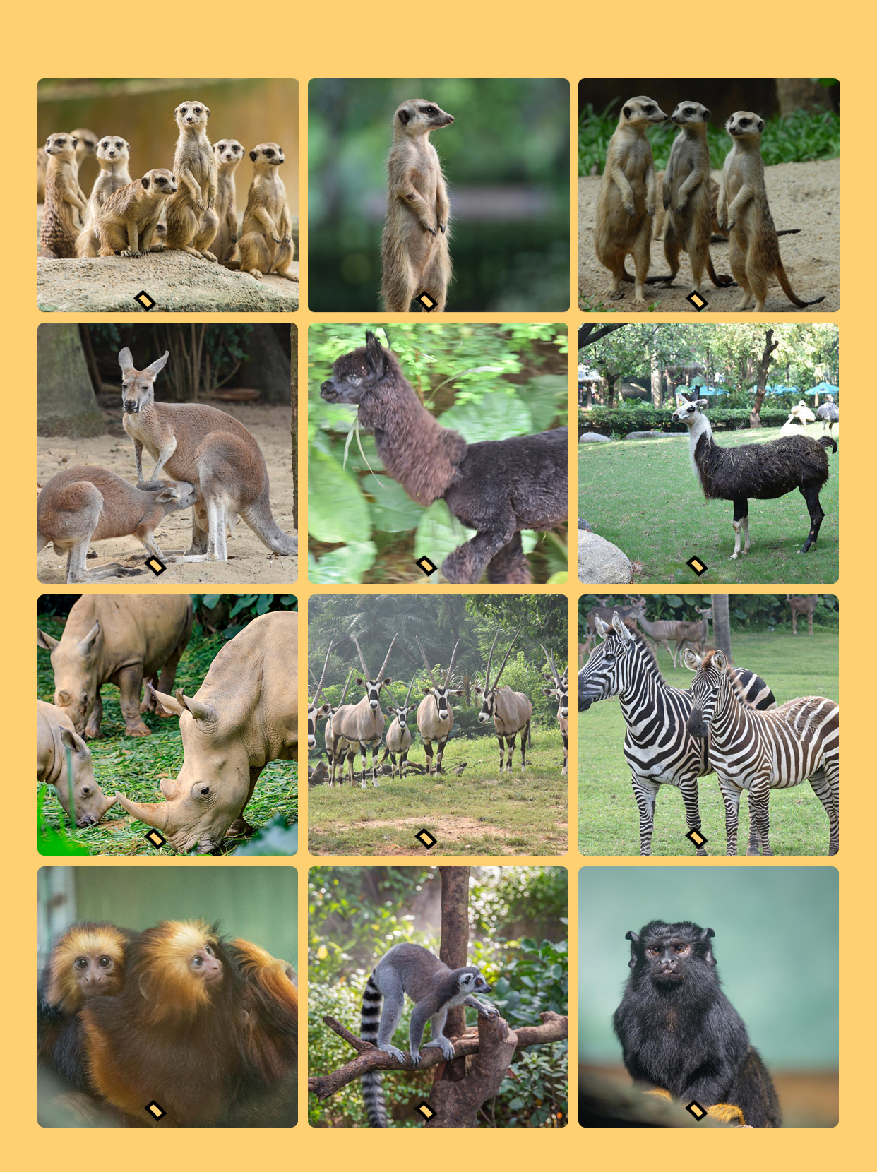 广州长隆野生动物园能寄存行李吗,长隆野生动物园行李可以寄存的吗