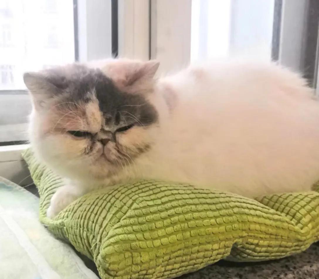 重度猫癣的猫咪，宠物医院要千元被我八元钱就治疗痊愈了