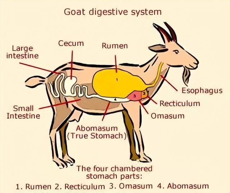 吃我的肉还要我背锅，山羊质问人类：谁才是罪大恶极？