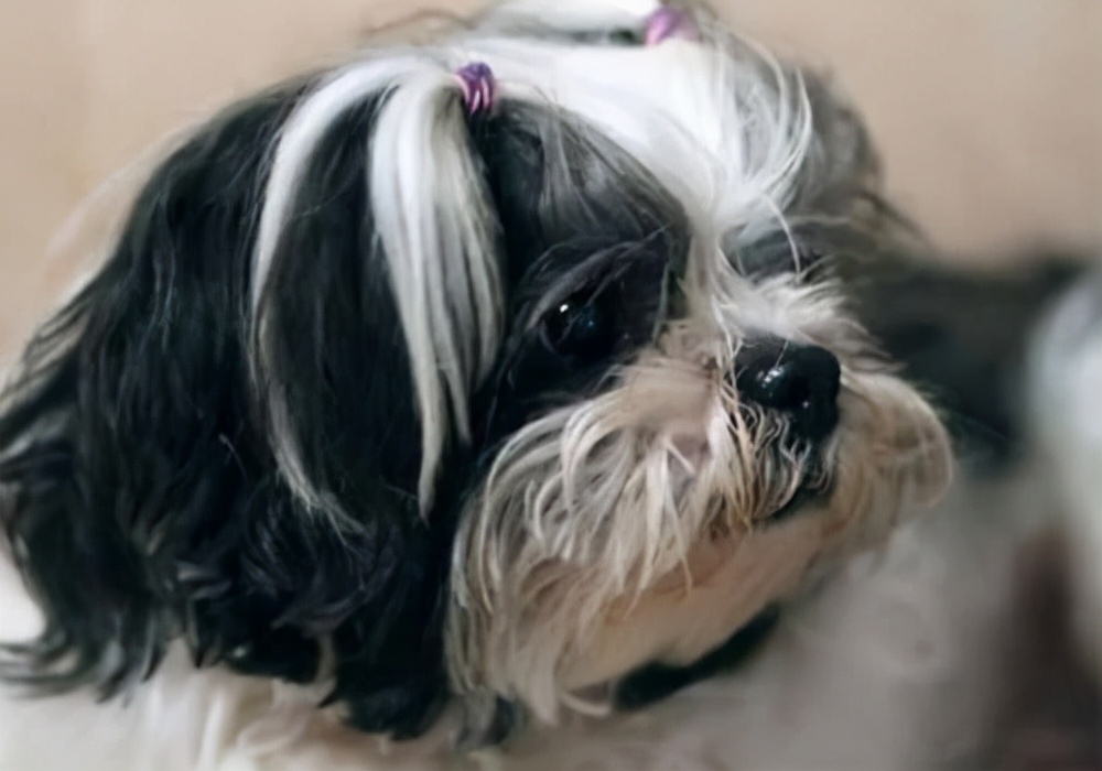 养狗心得：狗狗呕吐黄色沫沫？是什么原因引起的？