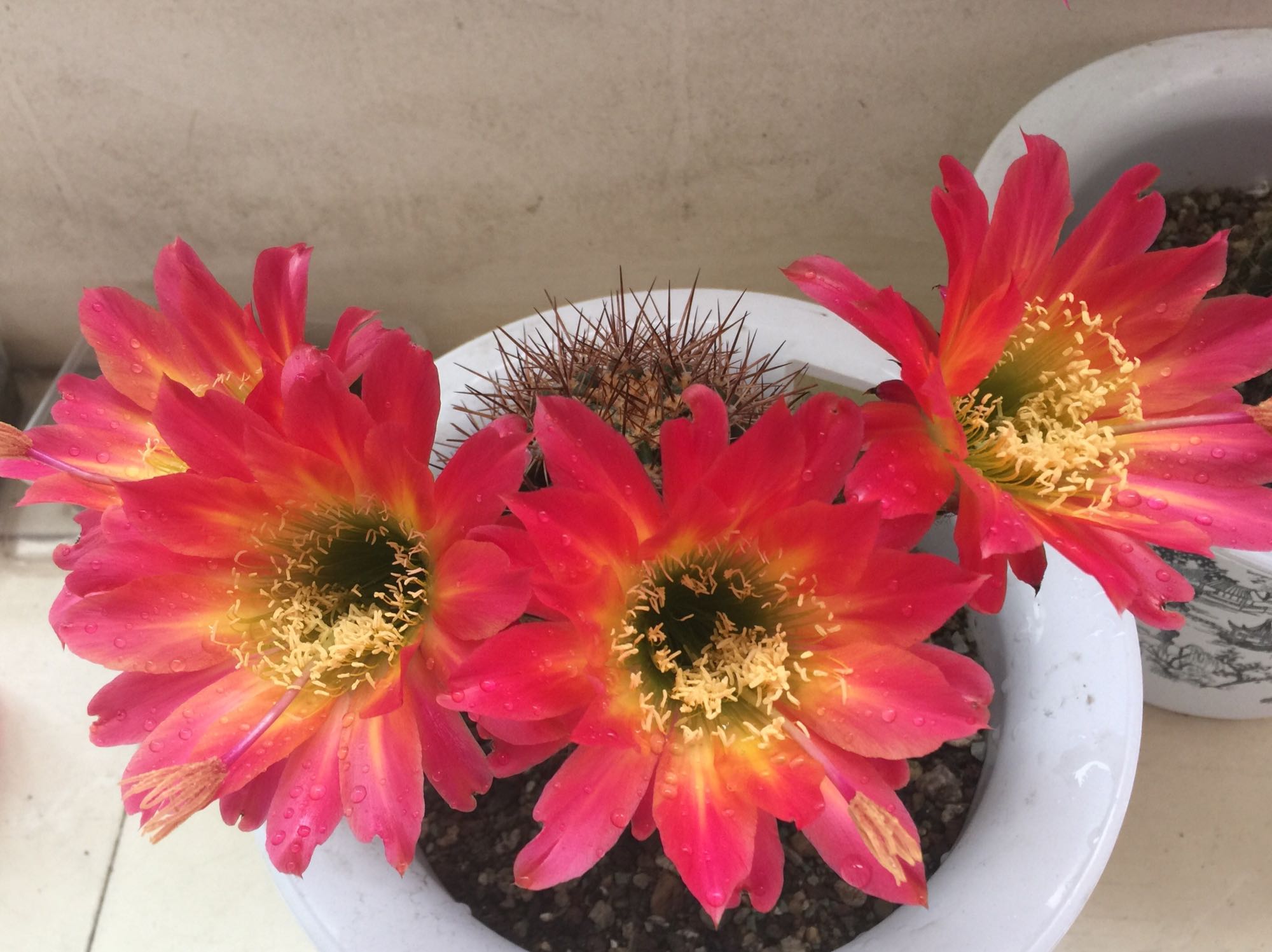 毛花柱仙人球品种大全,顶级精品仙人球花