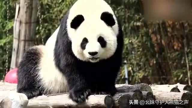 每天认识一只大熊猫北川,每天认识一只狗狗