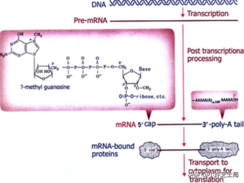 戊唑醇与磷酸二氢钾混用控旺吗,戊唑醇与磷酸二氢钾一起用吗
