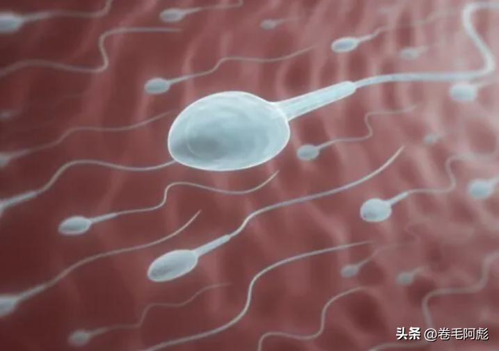 两亿精子和卵细胞,最优秀的精子才会和卵子结合吗