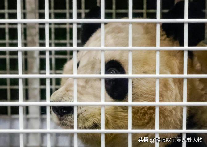 全世界“大明星”中国熊猫！亚洲各国当成女儿，欧洲排队想要它来