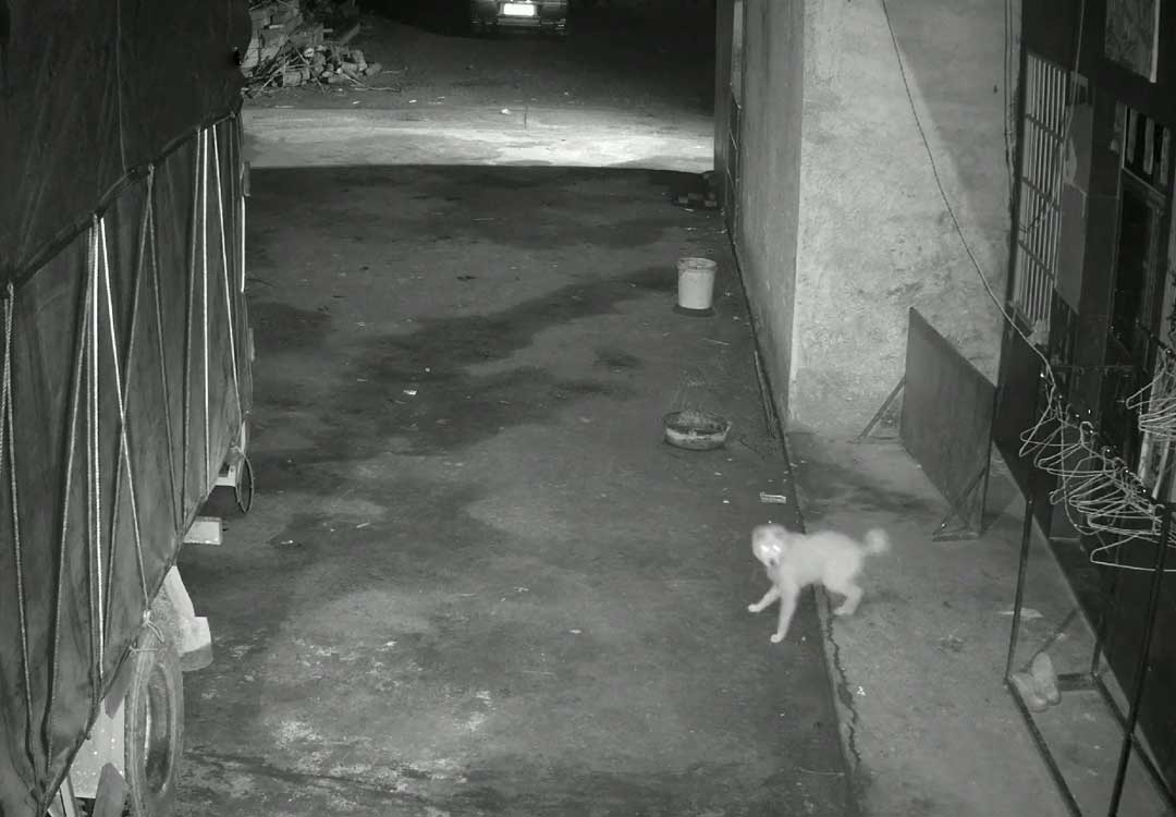 盘点狗狗睡觉被人吓到的场面,狗狗被吓得躲在门角瑟瑟发抖