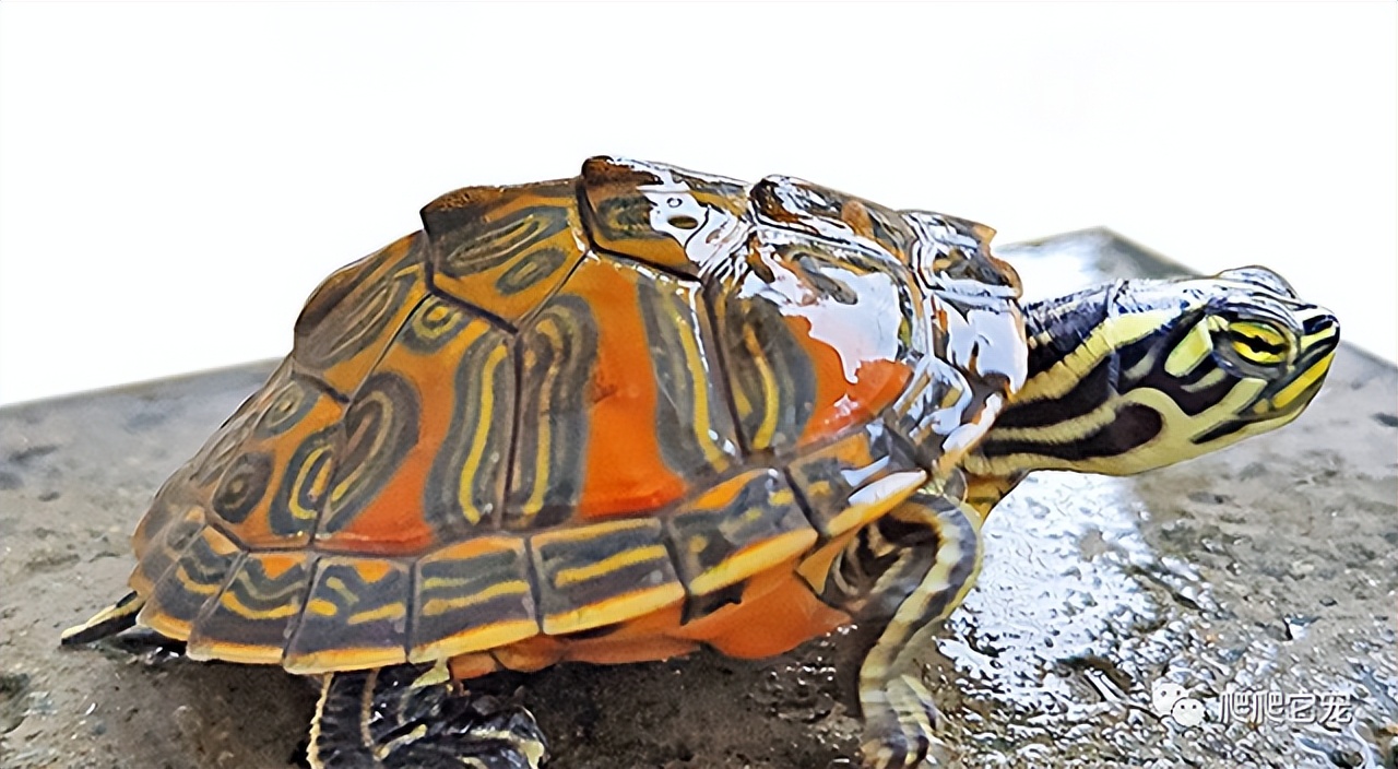 泥水养龟正确方法,泥水养龟教程必看