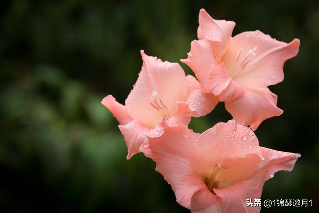 剑兰花最美图片,剑兰花的摄影图片