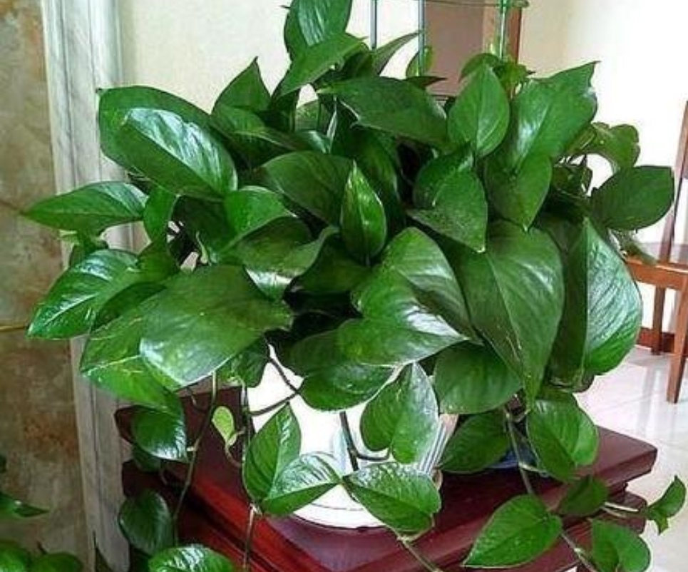 绿萝疯长,绿萝生长更快满屋绿油油