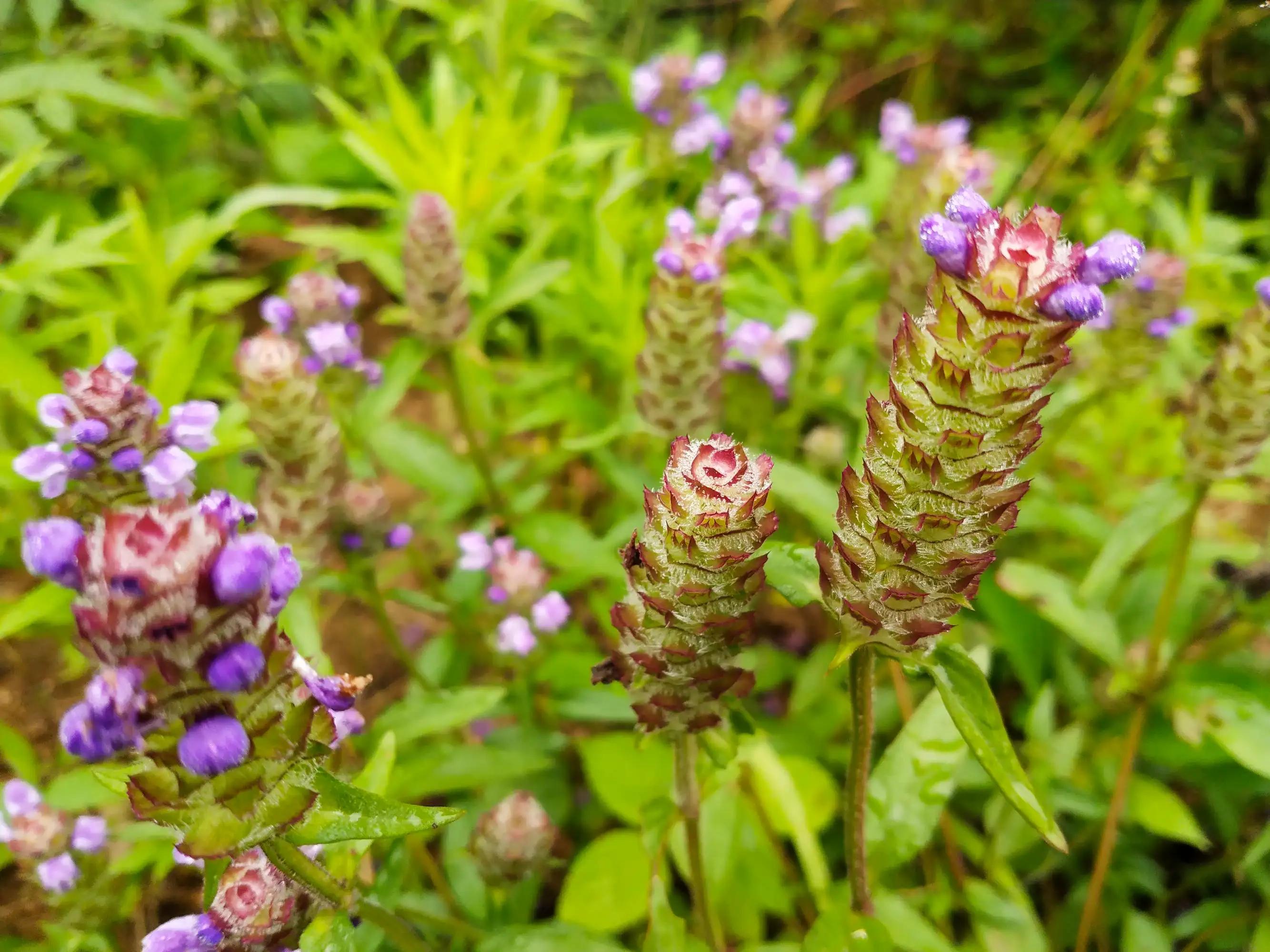 蕲春特产送人哪个合适,湖北蕲春特产必买清单