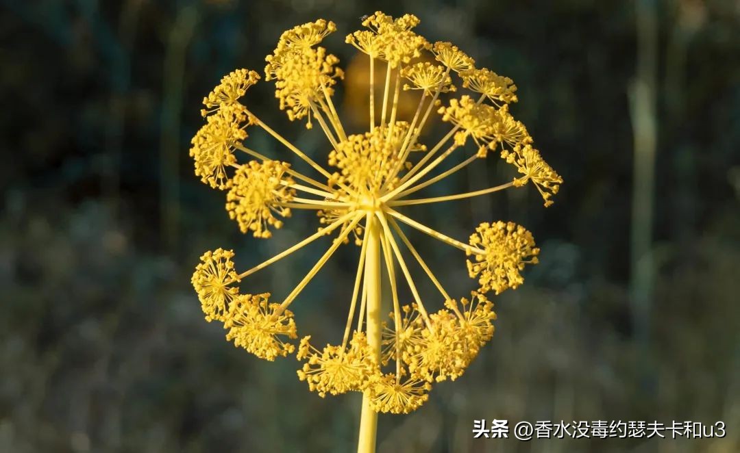 没想到400多的价格让我拥有了2000多的Osang