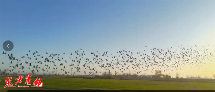 浙江德飞赛鸽公棚路线,浙江德飞赛鸽公棚直播