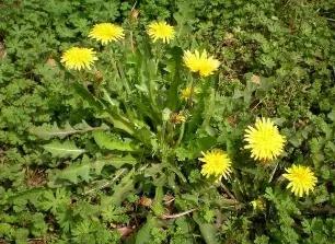 这些野菜你们都认识哪几种,看看这些野菜你真的认识吗