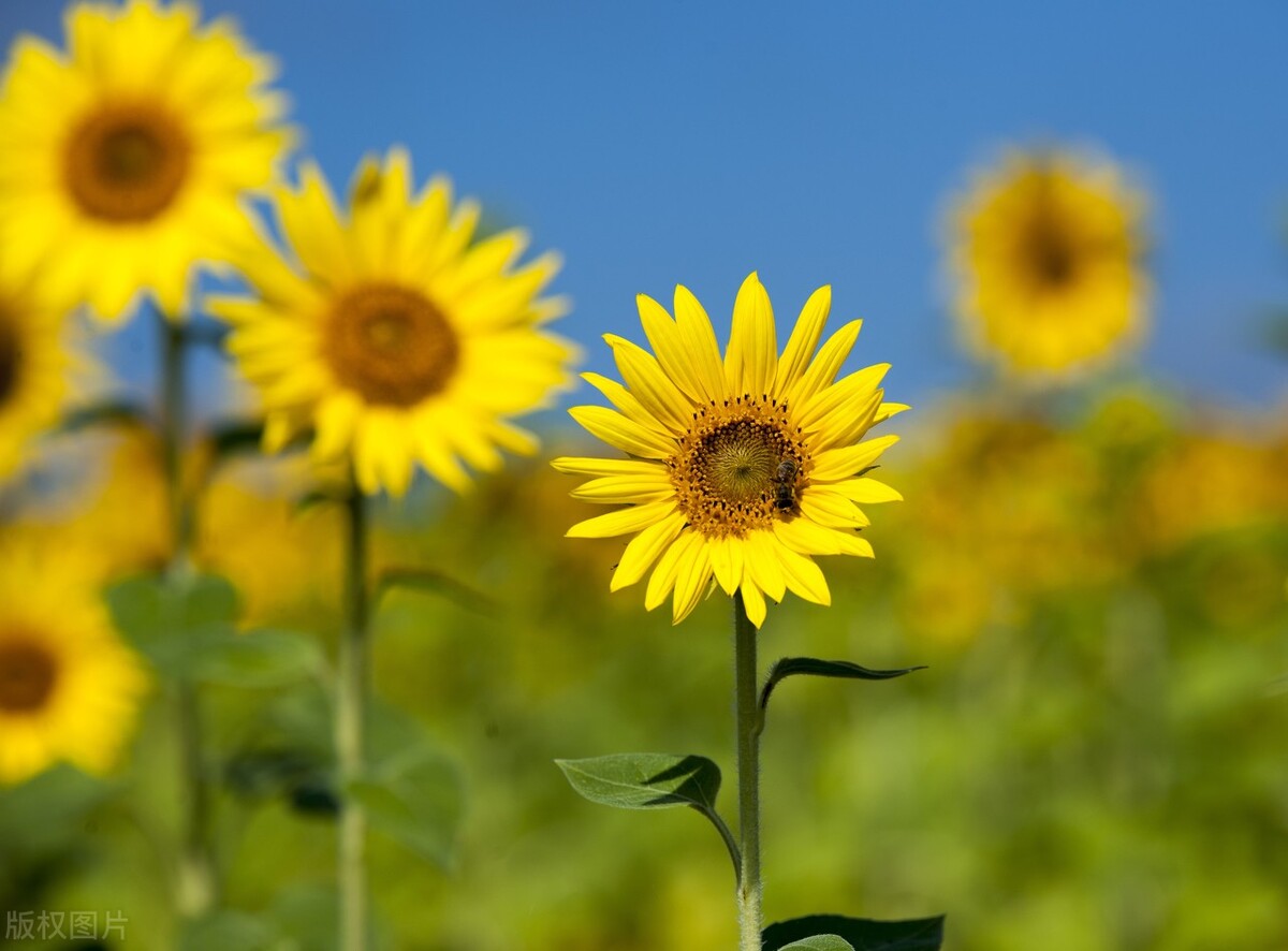 ChatGPT营销,chatgpt做项目预算