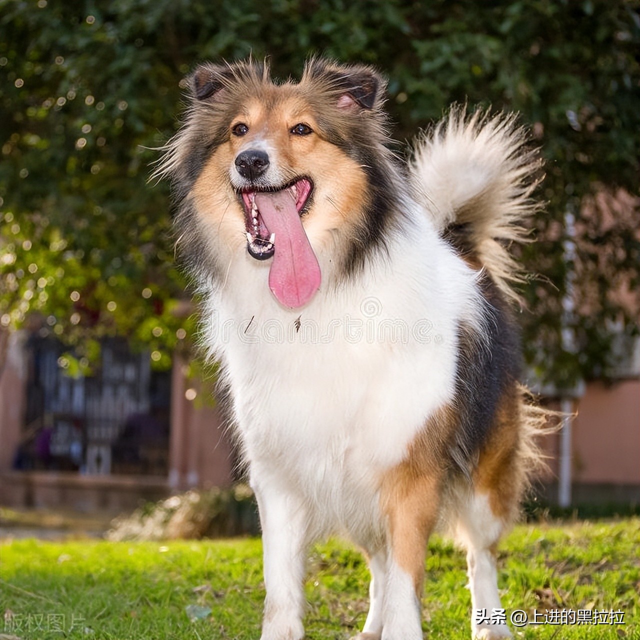 喜乐蒂牧羊犬品种,喜乐蒂牧羊犬品种简介