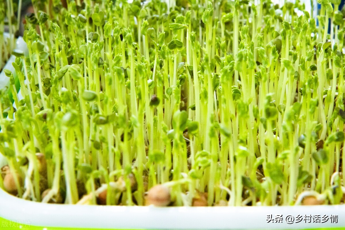 蒜黄和韭黄是怎么种出来的,韭黄与豆芽生长不需要阳光