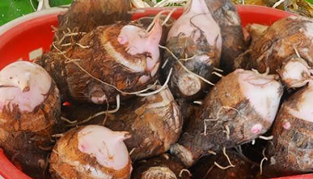 芋头高产窍门,芋头高产高效品种