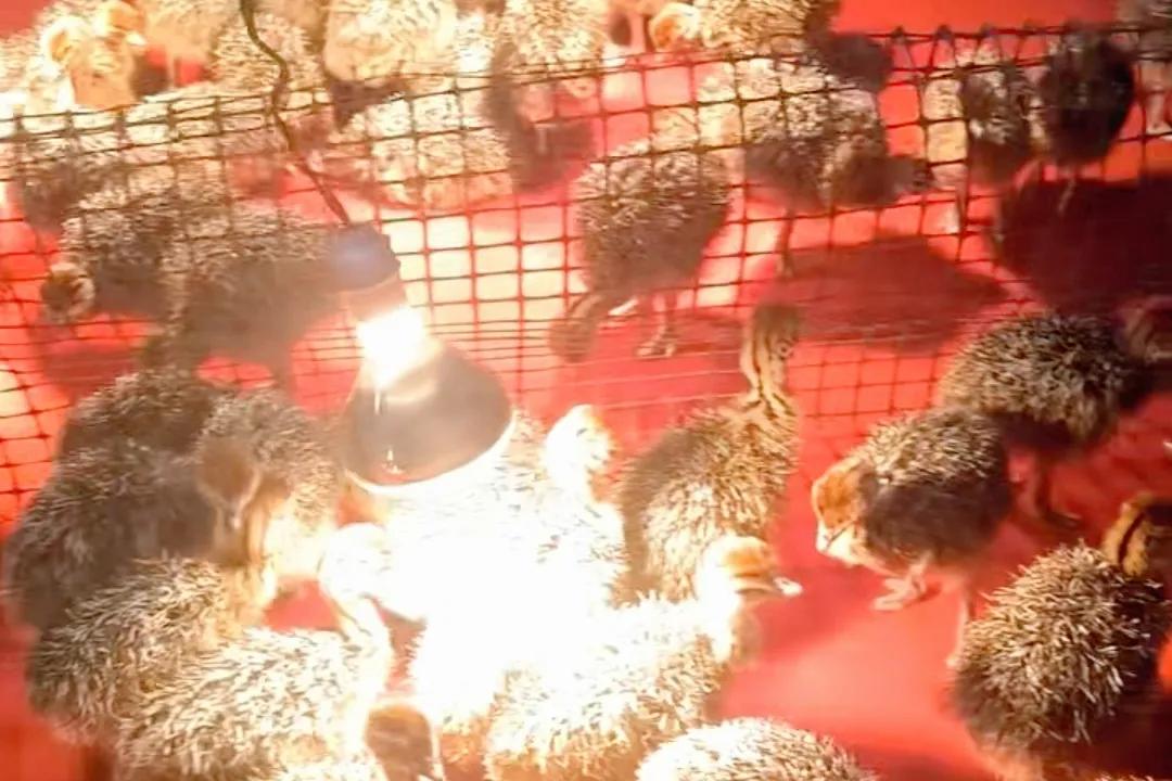 农村大学生返乡养殖鸵鸟,资中80后小伙返乡创业养鸵鸟