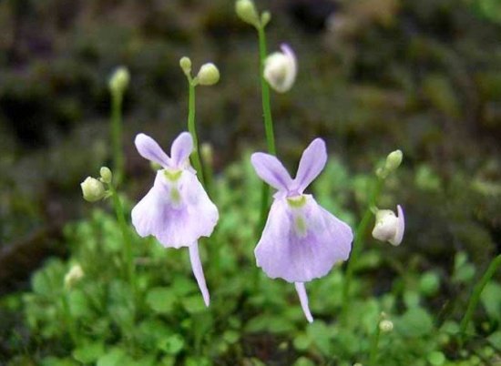 长得像兔子的食虫植物,你见过像草莓一样的食虫植物