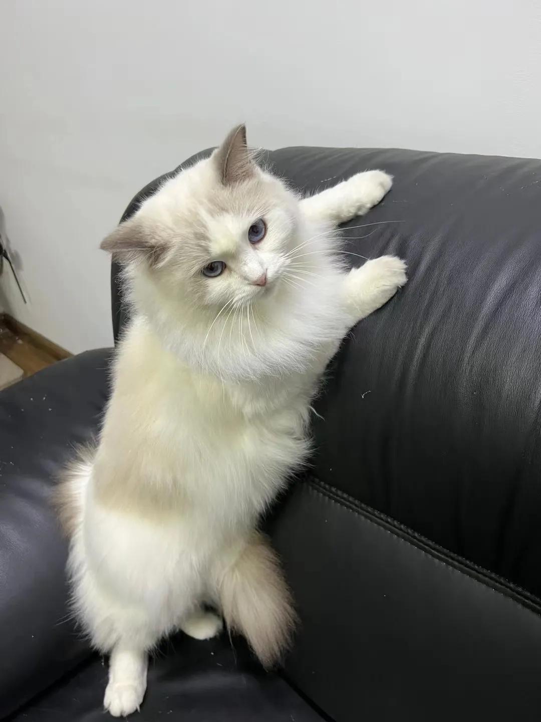 猫咪祖先长什么样,猫咪的祖先是怎么被人征服的