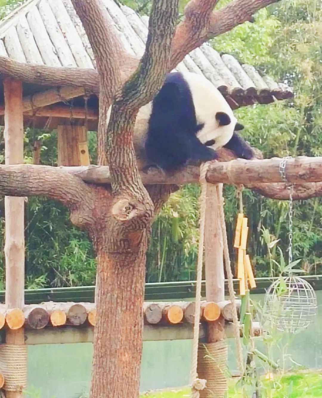 一月份去上海野生动物园和海洋馆,十一带大家去上海野生动物园玩
