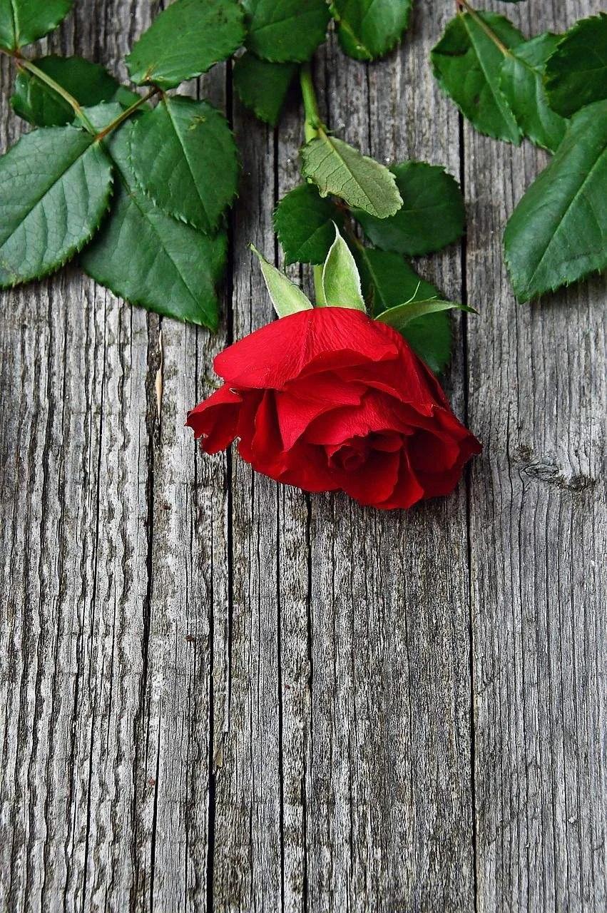 520浪漫玫瑰花壁纸,红玫瑰花壁纸大图